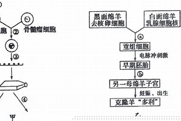 如图分别是单克隆抗体制备过程和克隆羊培育