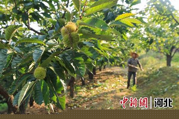 板栗树下可以套种哪些作物,能充分利用空间