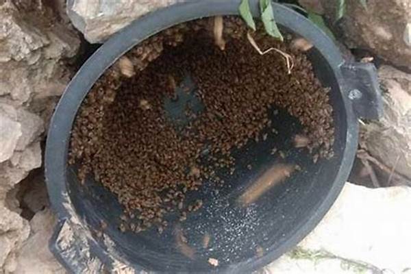 白桶引蜜蜂快速入桶方法