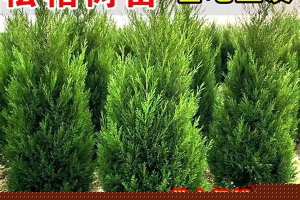 网红是什么意思