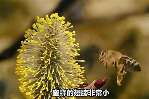 蜜蜂是怎么飞的