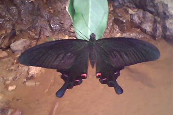 谁知道这是什么蝴蝶在哪里可以捉到