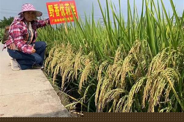 野香优669水稻品种介绍