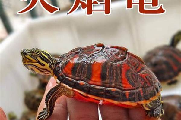 金火龟是什么